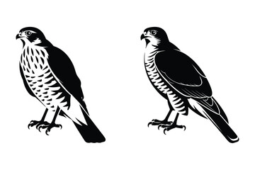 Fototapeta premium Detailed illustrations of falcons