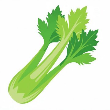 celery illustration 