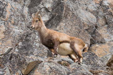Obraz premium Alpine ibex standing on mountain rock looking left