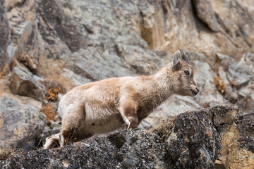 Obraz premium Young ibex standing on rocky mountain slope