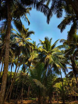 tall coconut palm trees against blue sky in Konkan Maharashtra India