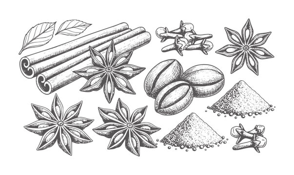 Hand drawn collection of star anise cinnamon sticks cloves coffee beans and spice powder