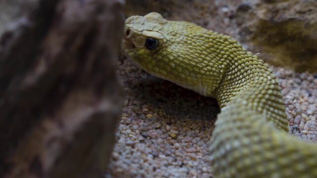 Close up of head  ofa rattlesnake  slowly moving along  in sand on a cloudy day
