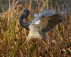 Fototapeta premium Tri-colored heron