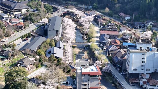Aerial drone view of cherry blossoms and hot spring town along a river in Japan 04
