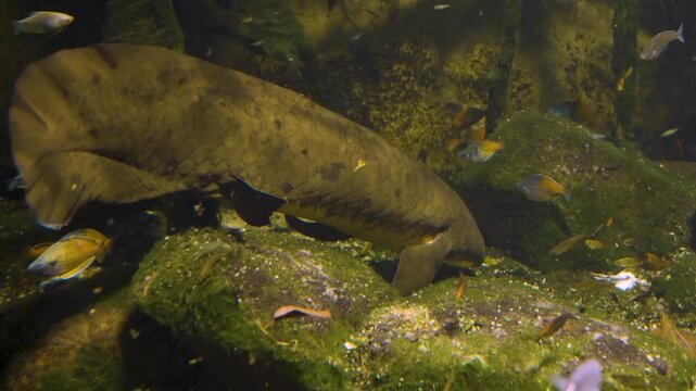 Close up of a Queensland lungfish moving around a river underwater
