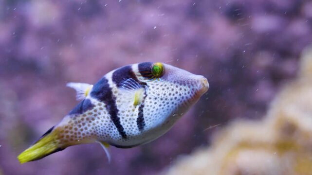 Close up of a blue and purple Suitcase-fish trunk fish floating slowly underwater beside a coral reef 
