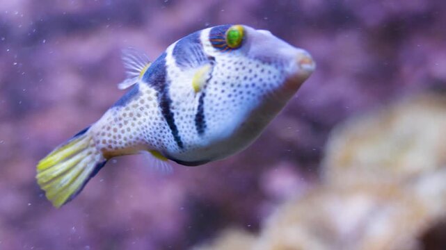 Close up of a blue and purple Suitcase-fish trunk fish floating slowly underwater beside a coral reef 