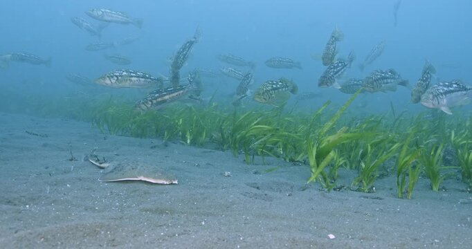 Curious kelp bass looking at young angel shark.