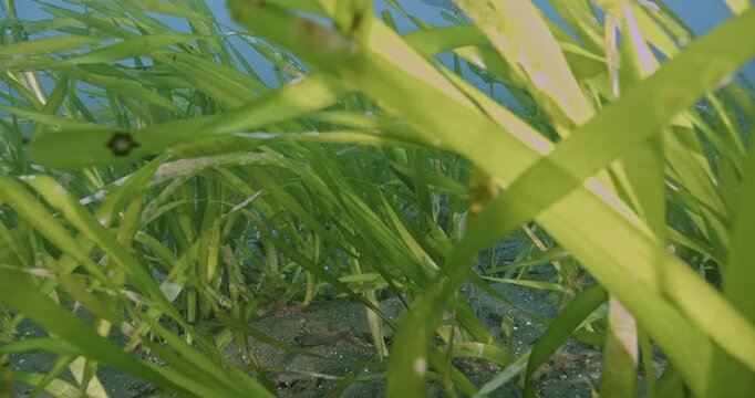 Camera zooms through turtle grass bed closeup.