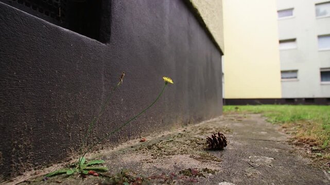 facade of social housing with flower