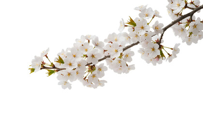 Obraz premium A beautiful branch of white cherry blossoms on transparent background PNG