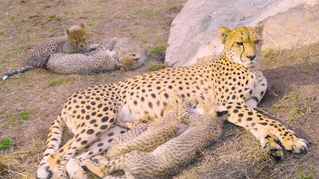 Close up view of a cheetah mother with young baby cubs laying on a meadow beside a rock on a sunny summer day
