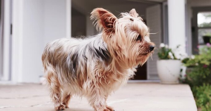 Yorkshire Terrier with topknot shifting head, sniffing stoop edge, detecting scent at open doorway