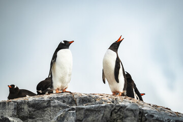 Fototapeta premium Gentoo Penguin Calling in Ecstatic Display Behavior on Rocks Close Up in Antarctica Wildlife