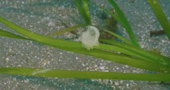 Unknown egg mass on turtle grass blade.