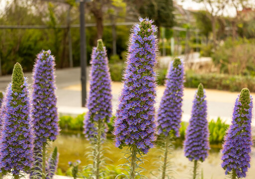 Orgullo de Madeira (Echium candicans), inflorescencias