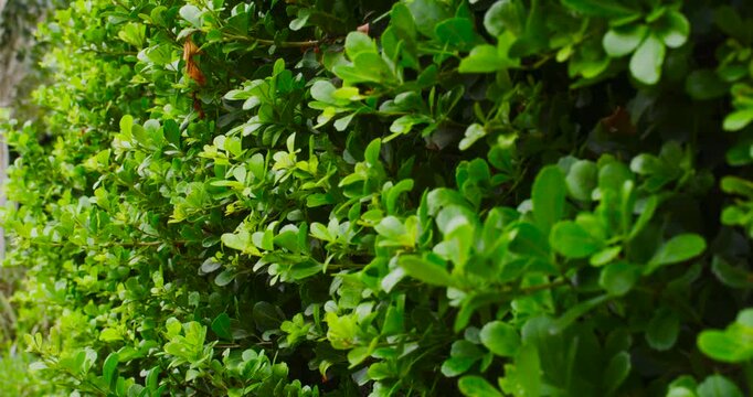 Camera pushing and panning across trimmed green hedge along stone wall, revealing dried leaves