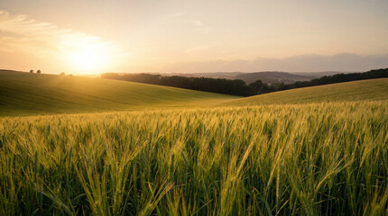 Picturesque wide landscape of vibrant green agricultural fields under a bright, warm sunset or sunrise with sun rays. © loret