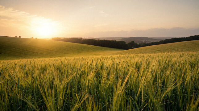 Picturesque wide landscape of vibrant green agricultural fields under a bright, warm sunset or sunrise with sun rays.