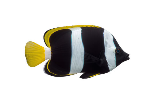 Schooling bannerfish swimming, tropical marine life, transparent background