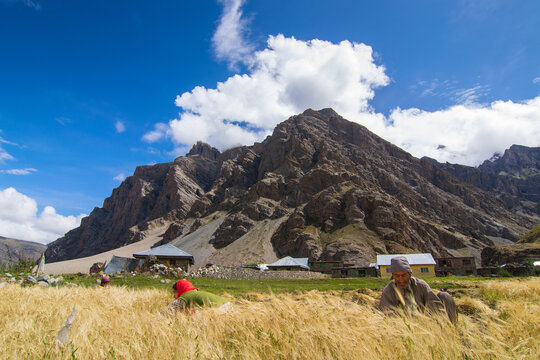 Drass, Ladakh, India - 01.09.2014 : Wheat farming at Drass village, Ladakh's Kargil district,second coldest inhabited place in the world. Known as the Gateway to Ladakh. Himalayan mountain background,