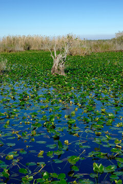 Mangrove trees in the Florida Everglades on a beautiful winter day