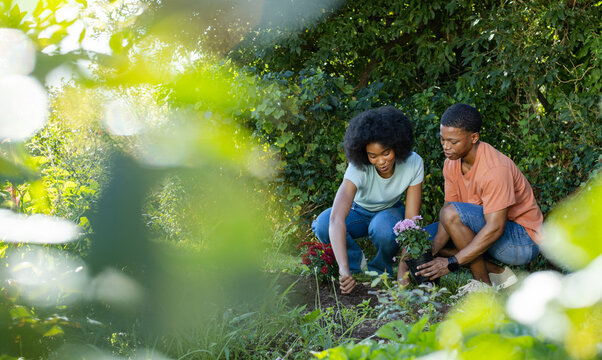 African American couple kneeling and planting potted pink blooming plant in backyard, copy space