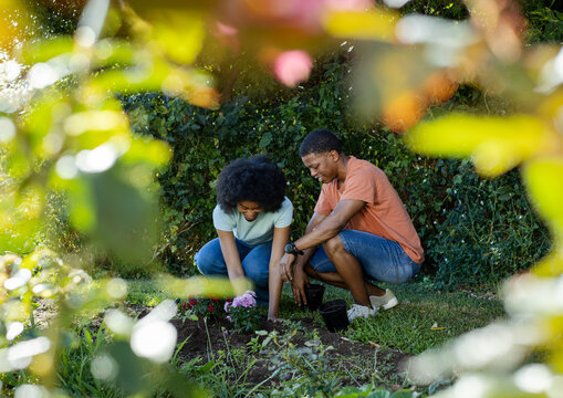 African American couple kneeling and planting pink seedlings in backyard garden with black pots