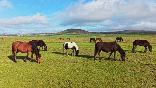 Horses move about in a green field. They graze on grass near hills under a bright blue sky. Some horses have dark coats, while others are lighter in color. Clouds float above.