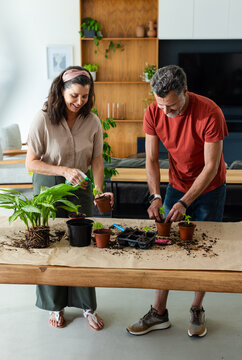 Senior couple repotting houseplants in living room on wooden table with terracotta pots