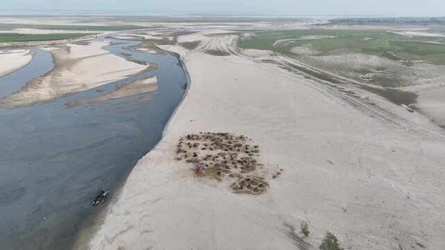 Aerial view of a herd of water buffalo grazing on a sandy riverbank with a tent nearby, highlighting the vastness of the river delta and rural life in the region