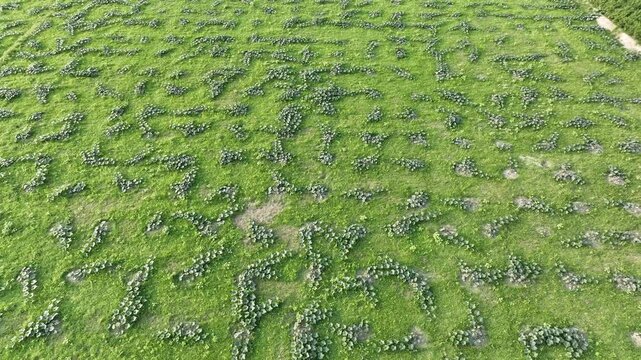 Aerial flight over a mysterious green field with unusual plant patterns and strange earth formations creating a puzzling natural texture on the ground