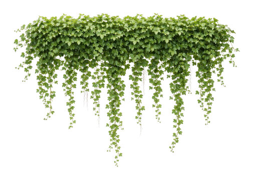 PNG Lush cascading green ivy foliage