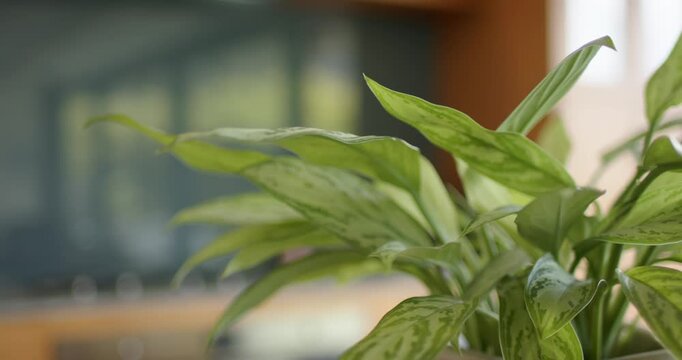 Focus pulling, camera shifting revealing variegated plant on shelf by window to show texture