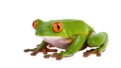Obraz premium Isolated vibrant green red-eyed tree frog, a captivating amphibian with bright orange eyes