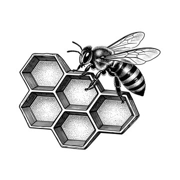Antique honey bee and honeycomb etching apiary illustration