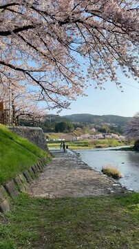 POV walking under cherry blossom trees along a river in Japan vertical 4K video 05