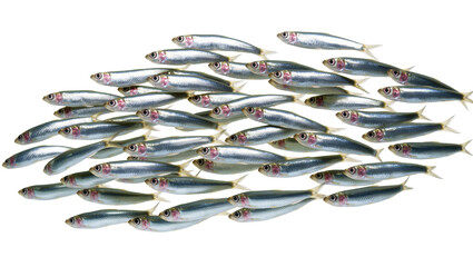 Isolated large school of many small silver fish swimming in a dynamic wave formation © Iura