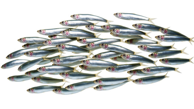 Isolated large school of many small silver fish swimming in a dynamic wave formation