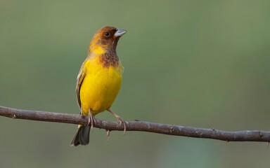 Obraz premium Male Red-headed Bunting (Emberiza bruniceps) at Nalsarovar Bird Sanctuary, Ahmedabad, Gujarat, India.