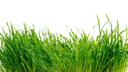 Fototapeta premium Isolated vibrant green fresh grass texture, spring lawn growth, natural organic environment