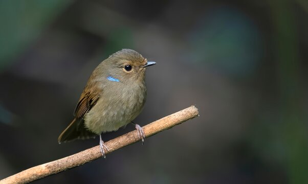 Female Small Niltava (Niltava macgrigoriae) spotted in Dosdewa, Khasi Hills, Karimganj District, Assam, India.