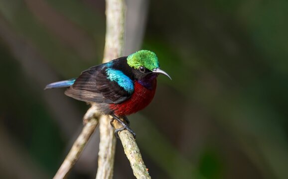 Male Van Hasselt's Sunbird (Leptocoma brasiliana) spotted in Dosdewa, Khasi Hills, Karimganj District in Assam, India.