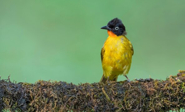 Flame-throated Bulbul (Rubigula gularis) spotted in the Western Ghats, Shimoga, India.