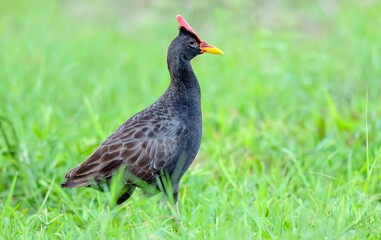 Obraz premium Watercock (Gallicrex cinerea) at Nalsarovar Bird Sanctuary, Ahmedabad, Gujarat, India.