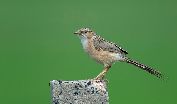 Common Babbler (Turdoides caudata) in its natural habitat at Nalsarovar Bird Sanctuary, Ahmedabad, Gujarat, India.