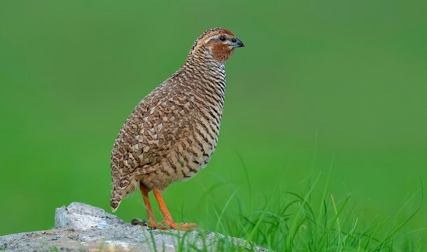 Native Rock Bush quail (Perdicula argoondah) at Nalsarovar Bird Sanctuary, Ahmadabad, Gujarat State, India.