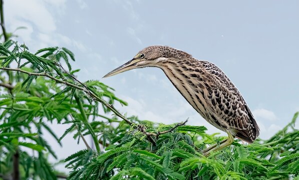 Cinnamon Bittern (Ixobrychus cinnamomeus) spotted at Nalsarovar Bird Sanctuary, Ahmedabad, India.