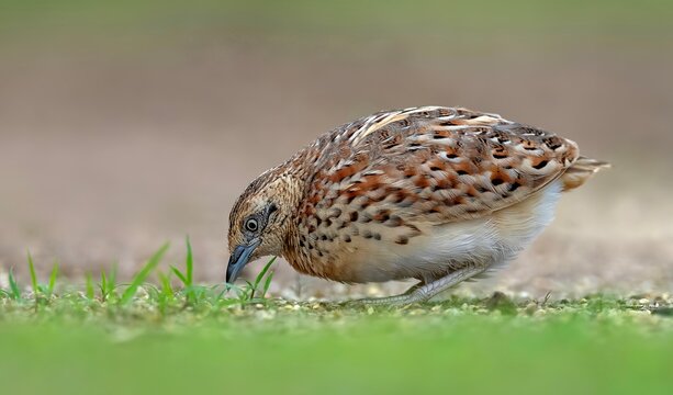 Small Buttonquail (Turnix sylvaticus) in Nalsarovar Bird Sanctuary, Ahmedabad, India.